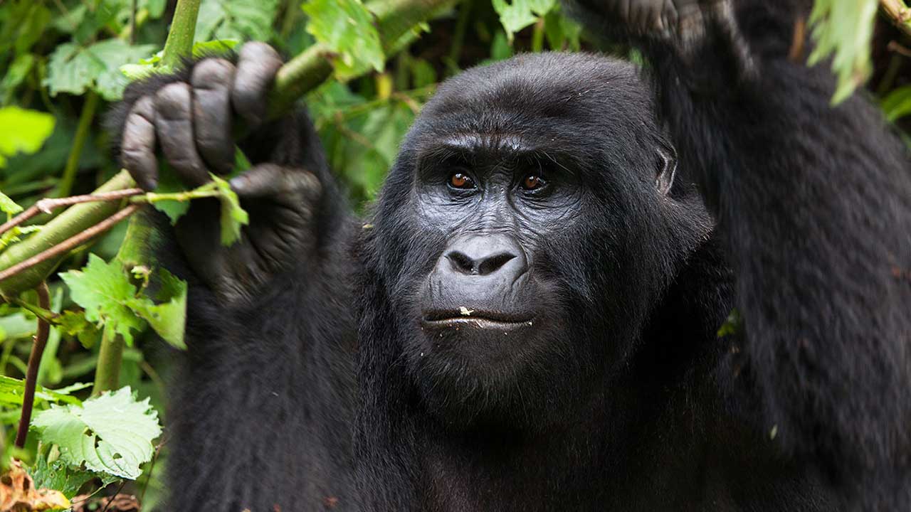 best time to trek gorillas in Uganda, Rwanda and Congo
